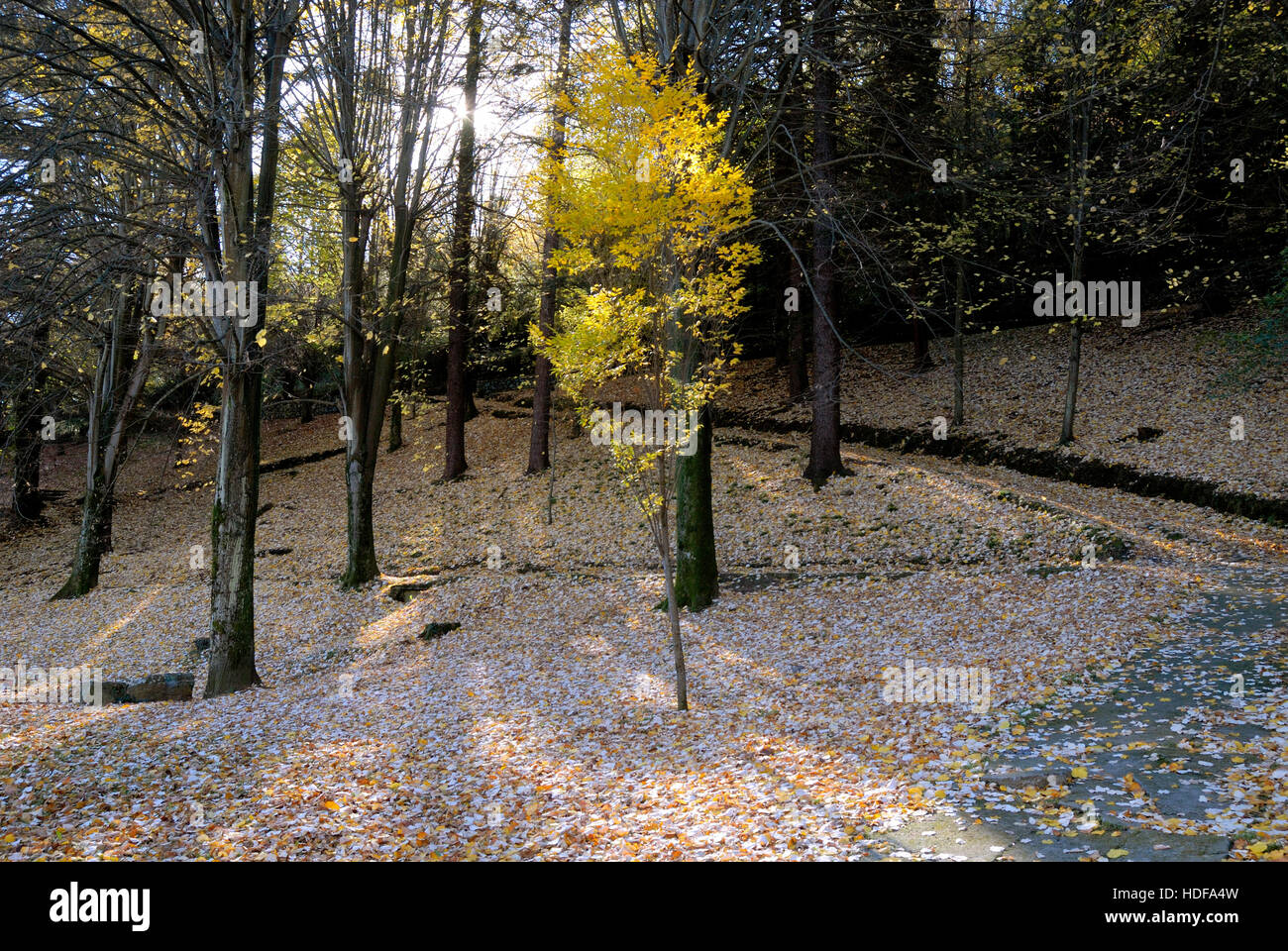 autumn in the park Stock Photo
