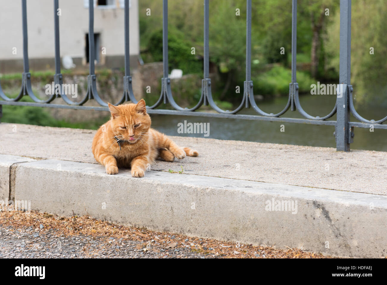 Red cat laying at the street Stock Photo - Alamy
