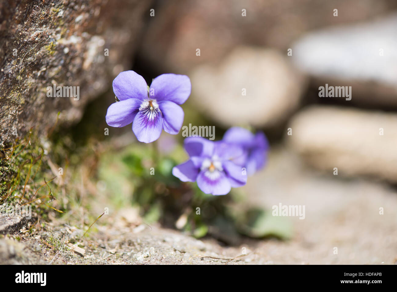 wood violet plant outdoor in sunshine Stock Photo