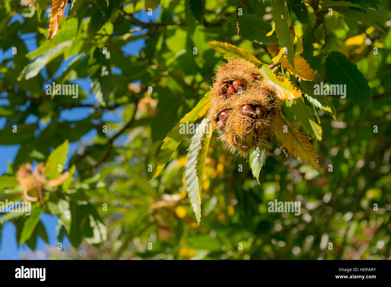 Sweet chestnut tree with hanging fruit Stock Photo Alamy