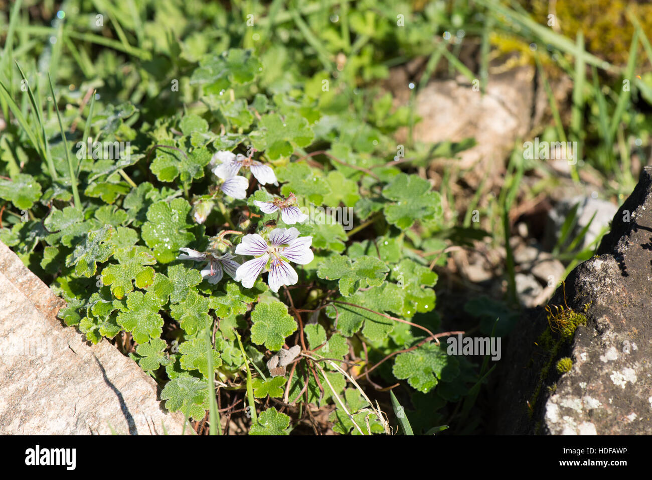 Geranium renardii plant with flowers Stock Photo