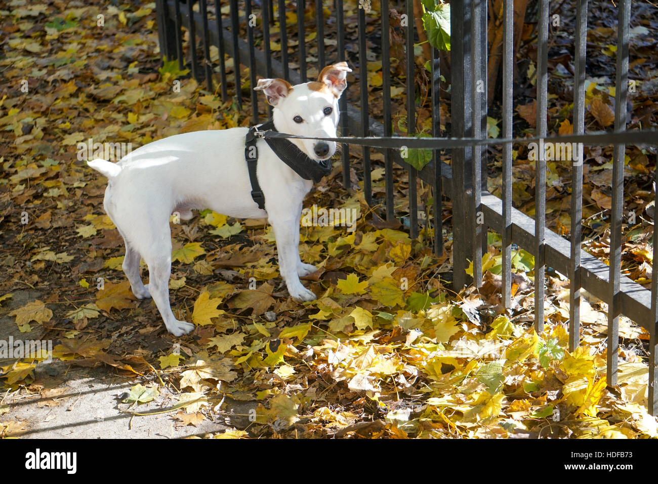 Jack Russel male dog tied to fence Stock Photo Alamy