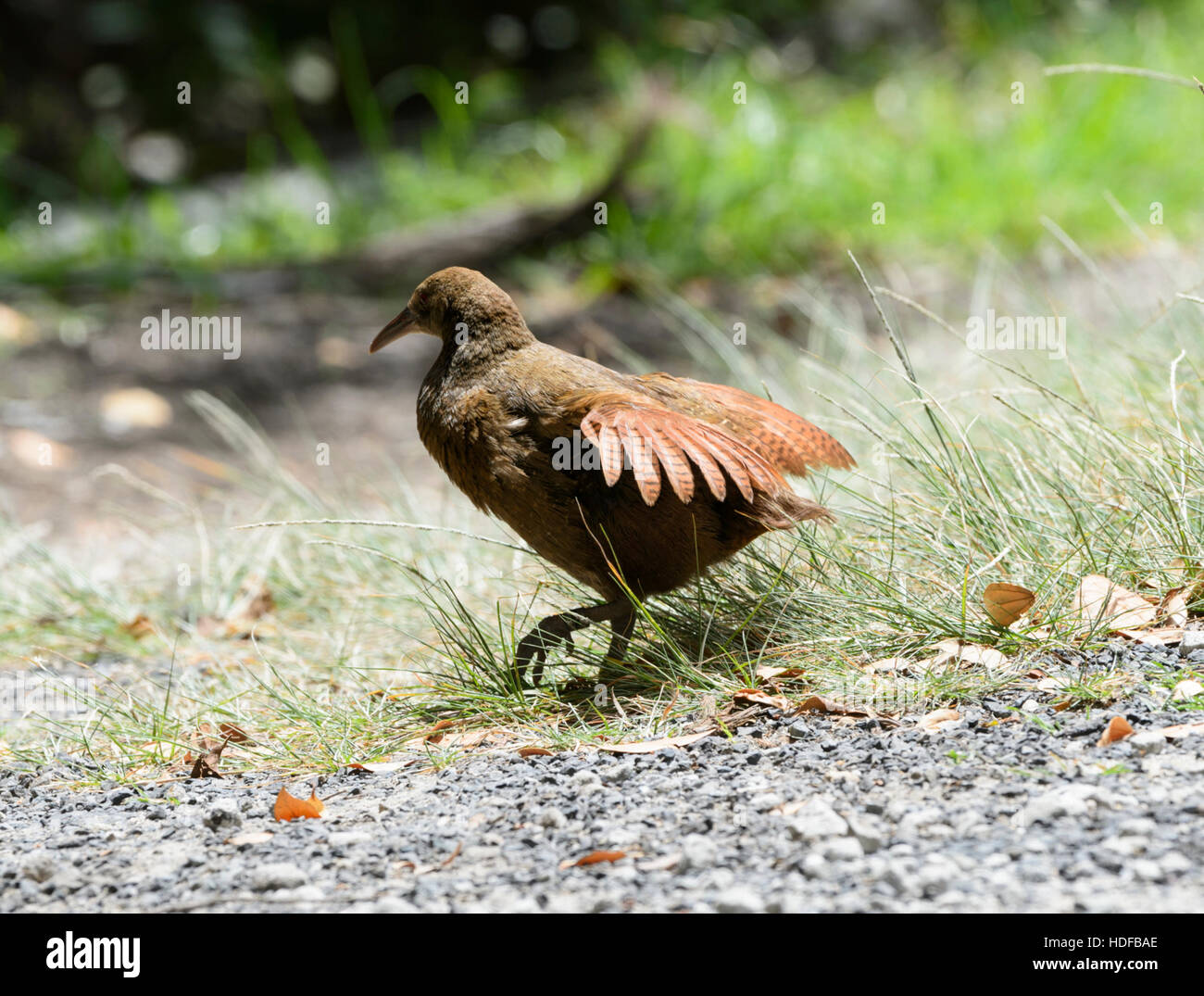 Lord Howe Woodhen (Tricholimnas sylvestris) has been saved from extinction and is endemic to Lord Howe Island, New South Wales, NSW, Australia Stock Photo