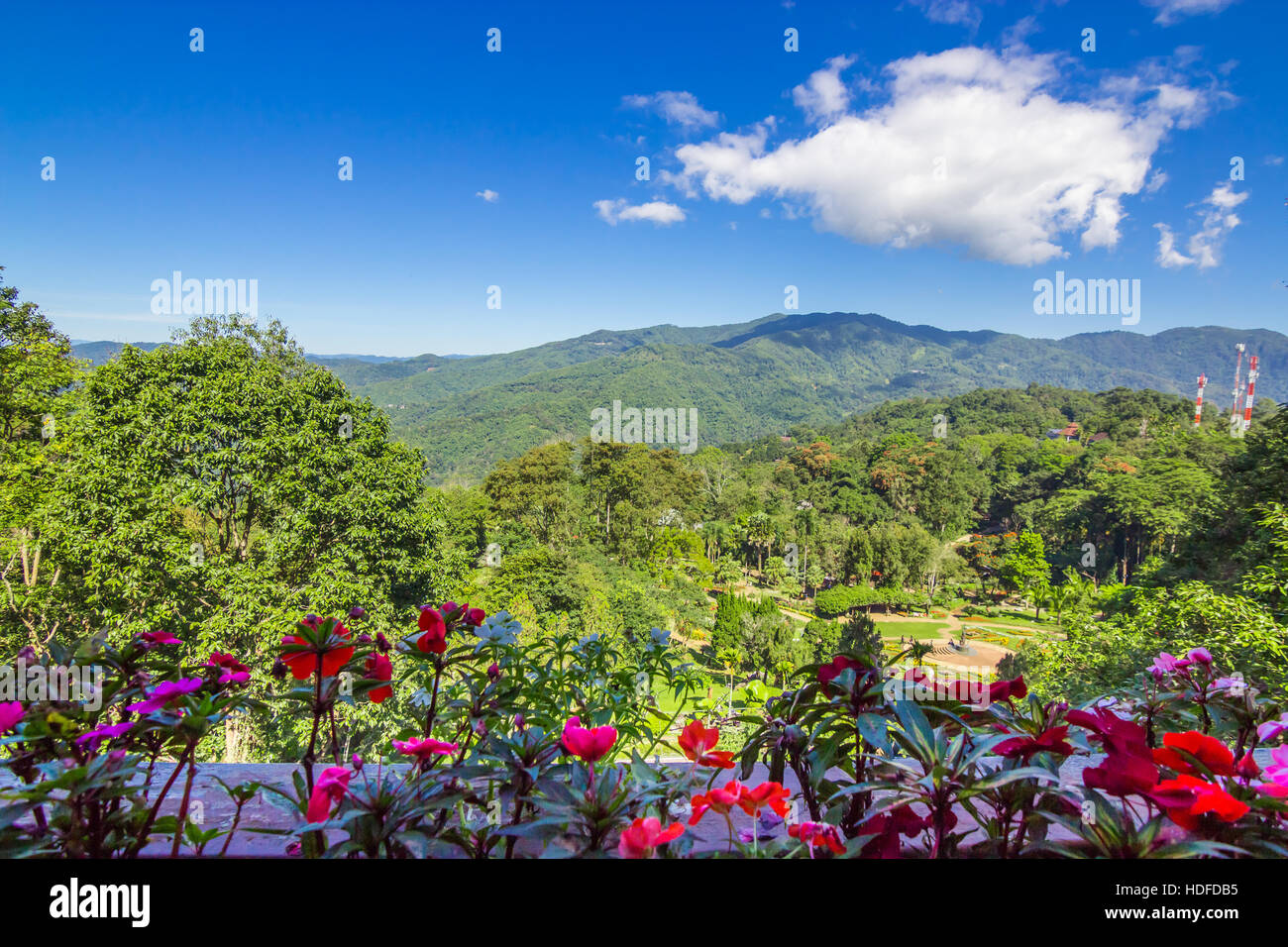 Flower bed forest mountain and blue sky background Stock Photo