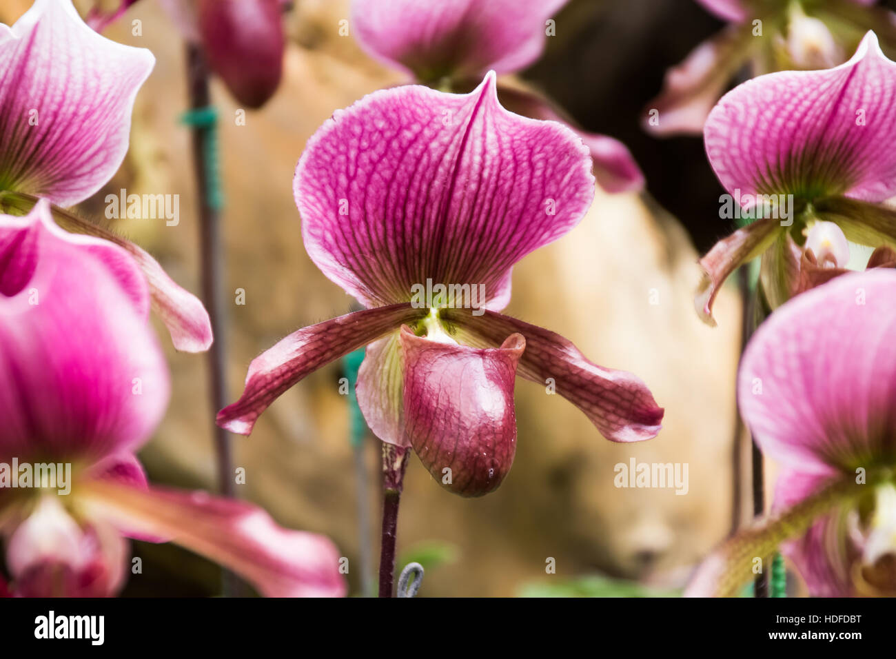 Closed up Paphiopedilum orchid in Doi Tung, Chiang Rai, Thailand Stock Photo