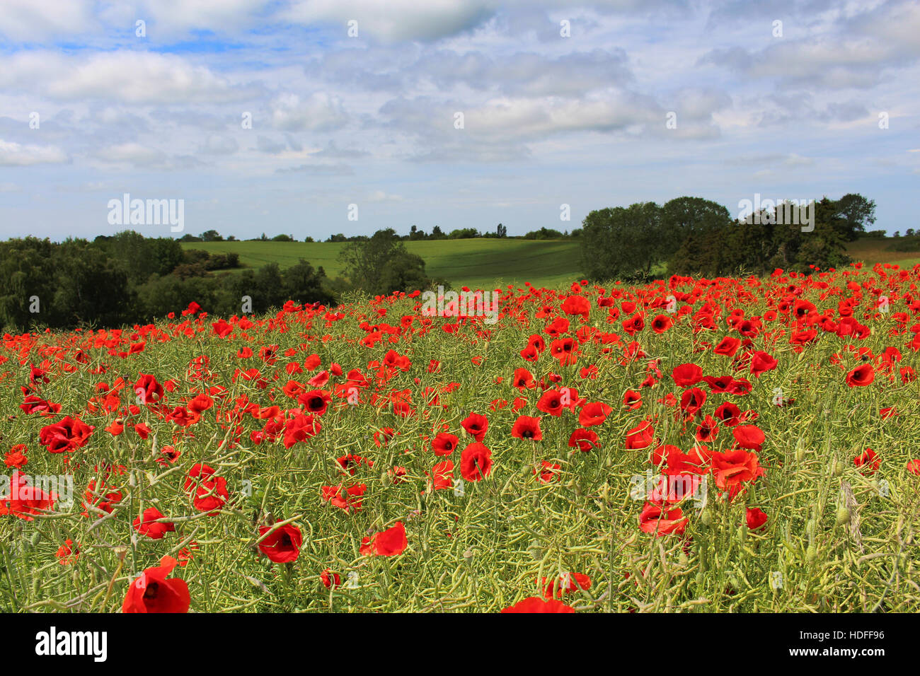 A field op poppies on Lolland, Denmark Stock Photo