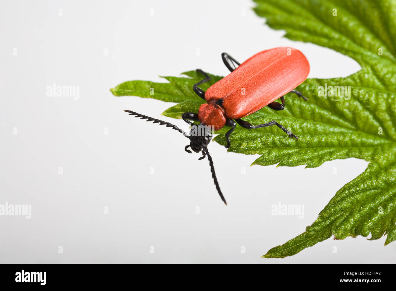 Cardinal Beetle (Pyrochroa coccinea) Stock Photo