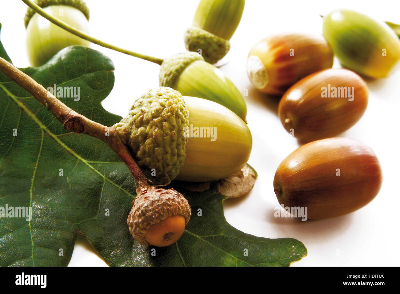 Still life with acorns hi-res stock photography and images - Alamy