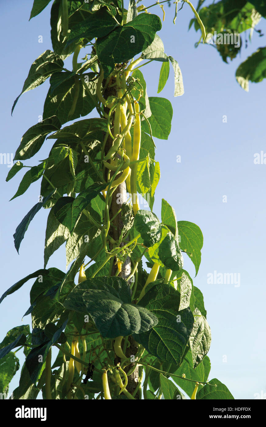 Common Beans (Phaseolus vulgaris) Stock Photo