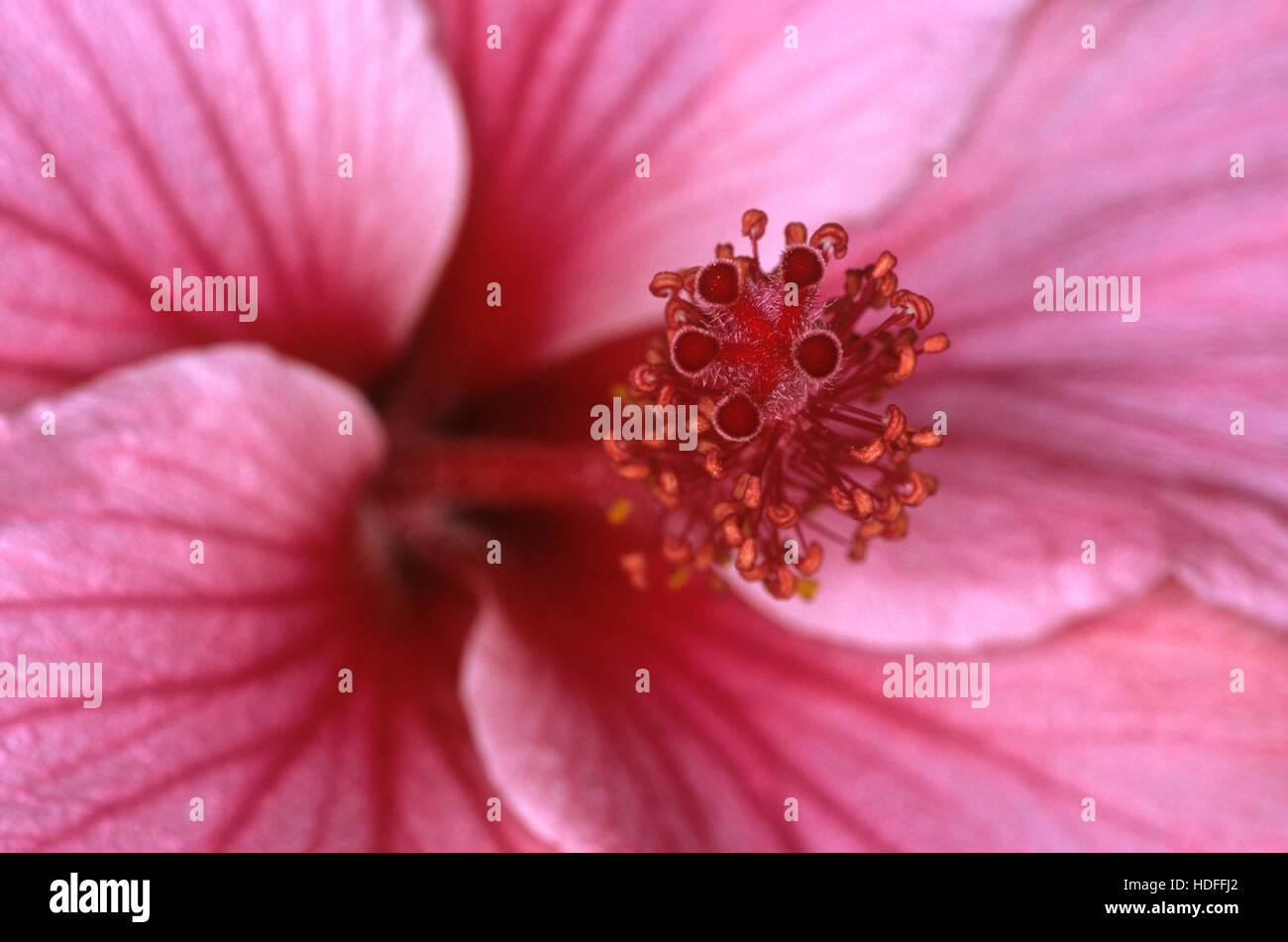 Macro close up hibiscus hi-res stock photography and images - Alamy