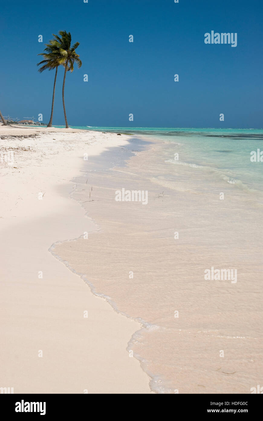 Palm beach with white sand and Coconut Palm Trees (Cocos nucifera