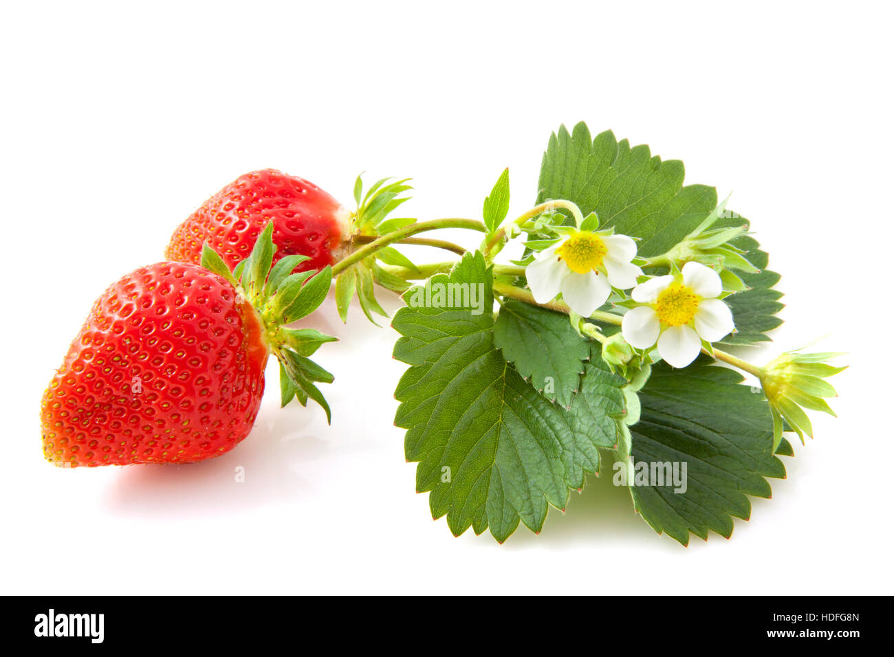 Wild strawberries hi-res stock photography and images - Alamy