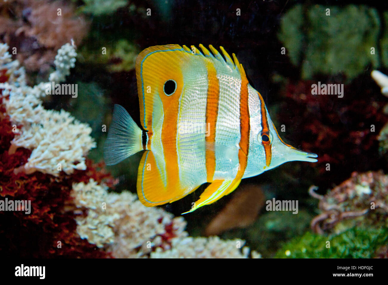 Tropical colorful fish closeup for background use Stock Photo
