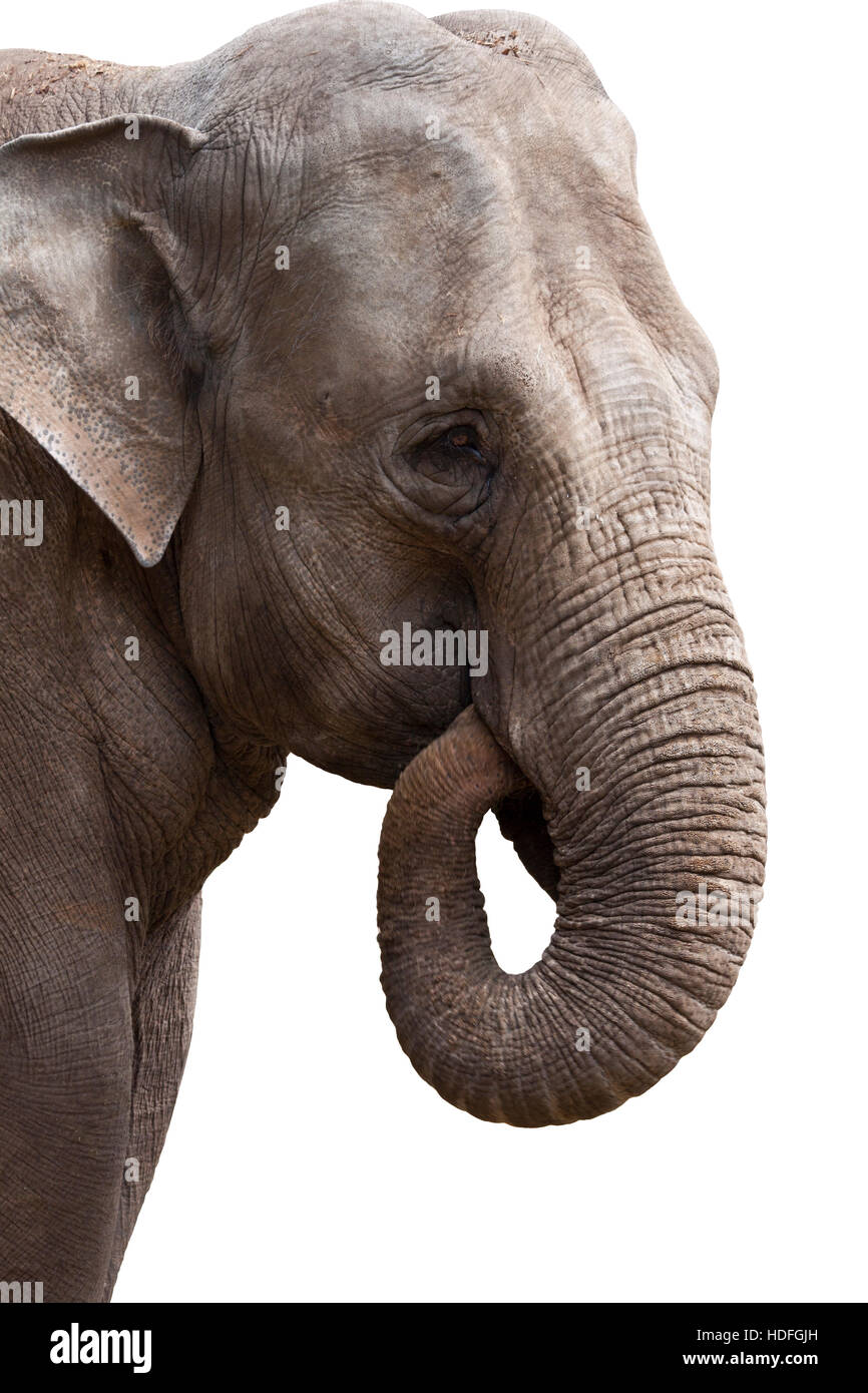 Elephant head closeup on a white background Stock Photo