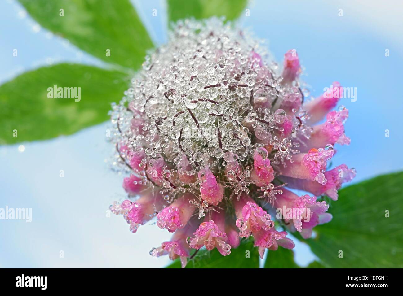 Red clover, Trifolium pratense, and morning dew Stock Photo