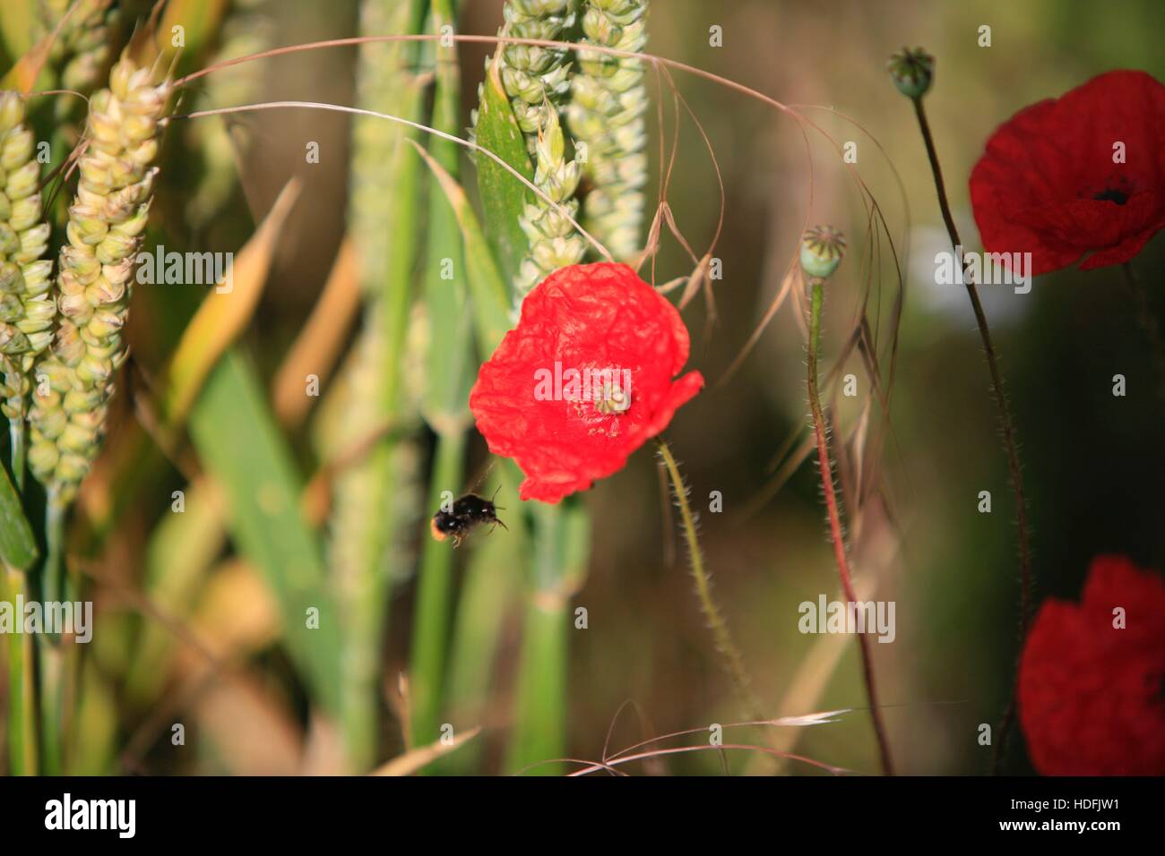 Poppies in the English countryside Stock Photo