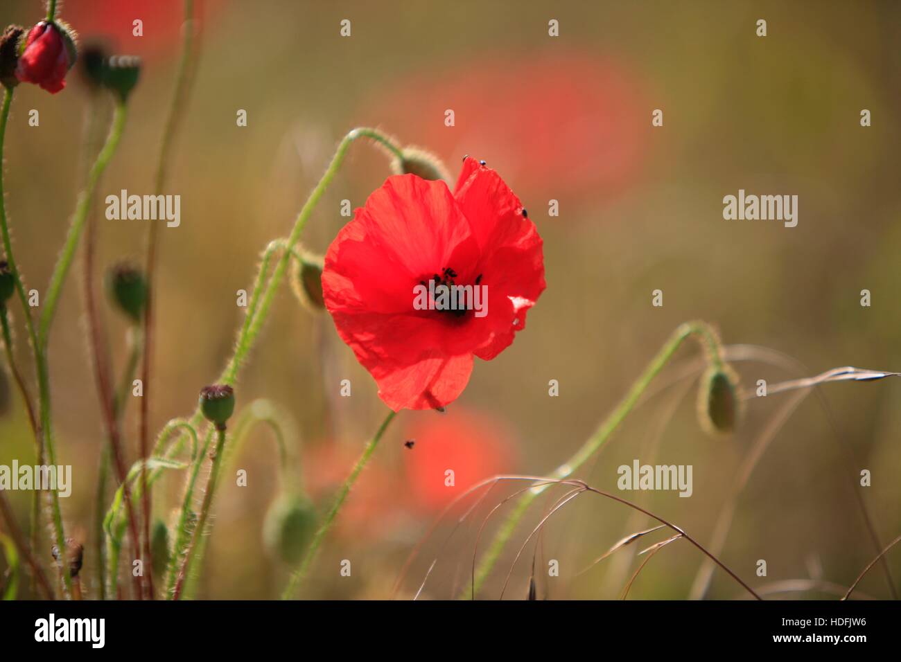 Red poppies black field hi-res stock photography and images - Alamy