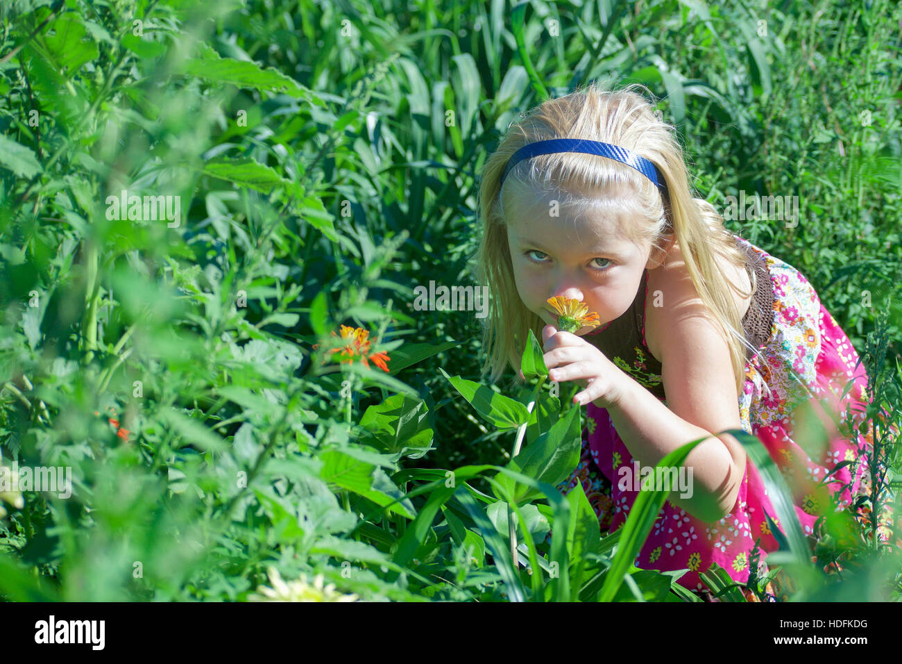 young girl smelling zinnia flowers in meadow Stock Photo Alamy