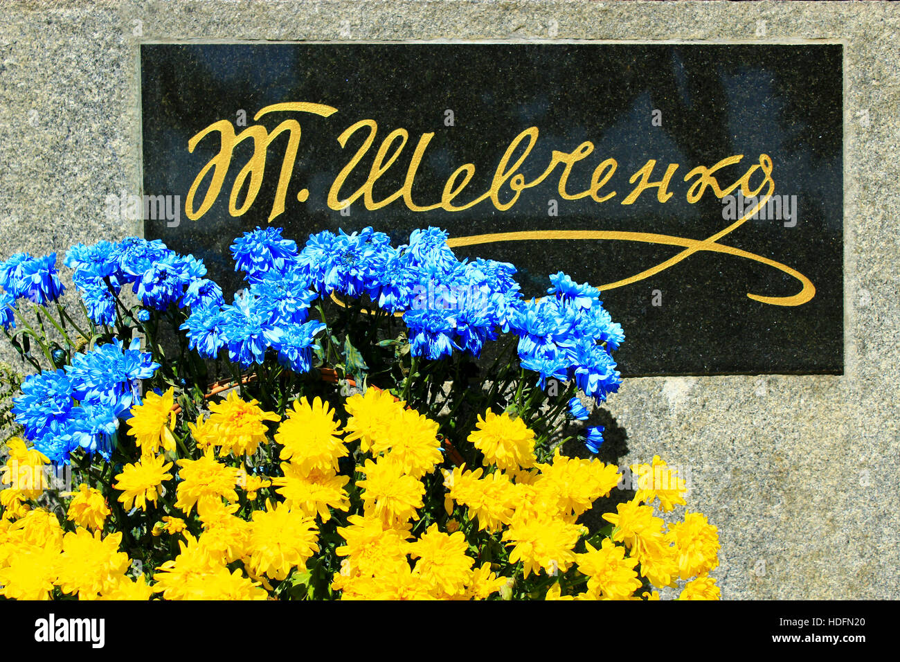 yellow and blue chrysanthemum near the inscription on the monument of Ukrainian famous poet Shevchenko T. Beautiful flowers of chrysanthemum in colors Stock Photo