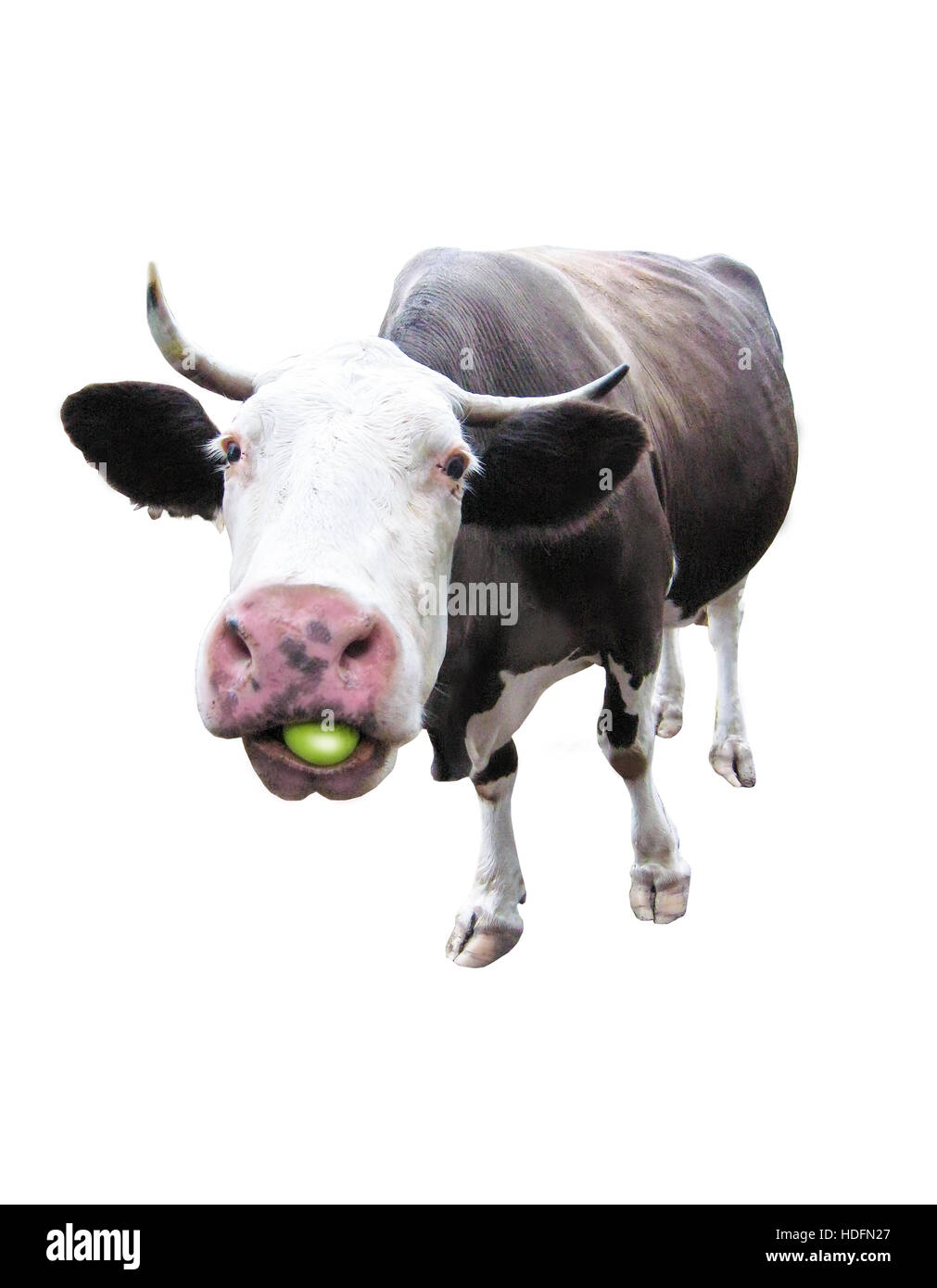 cow chewing an apple isolated on the white background Stock Photo