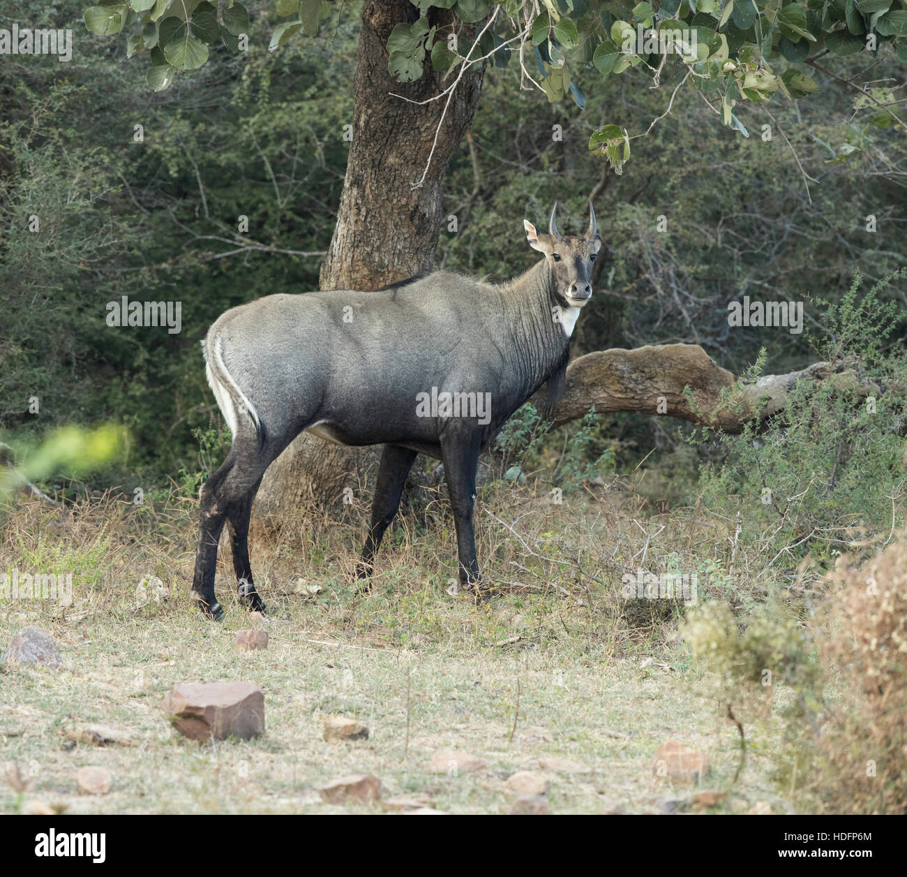 Male Nilgai (Boselaphus tragocamelus), also known as the nilgau or blue  bull in her natural habitat. Wildlife animal in india an Stock Photo - Alamy