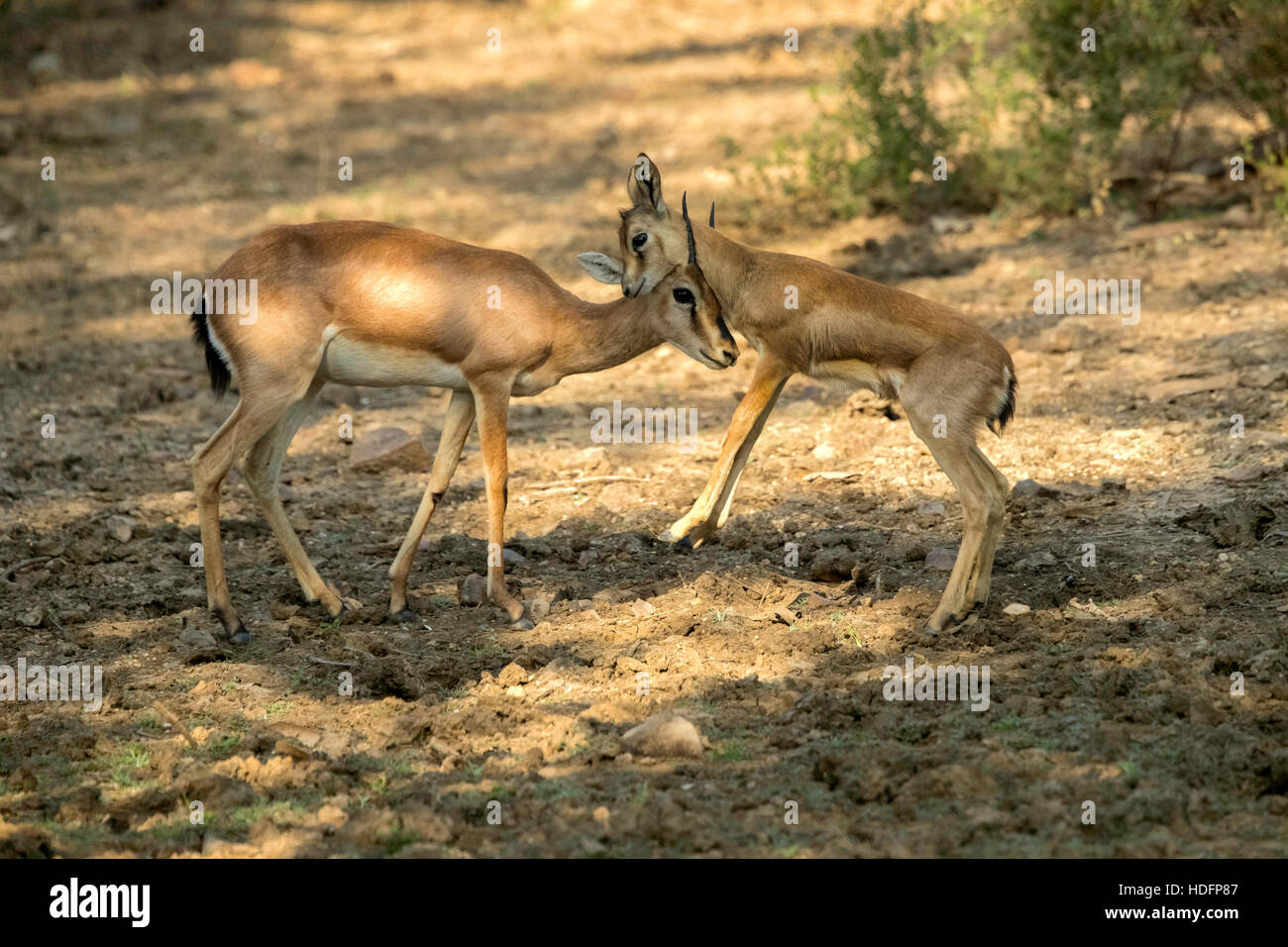 The mother and child, The chinkara, also known as the Indian gazelle, Stock Photo