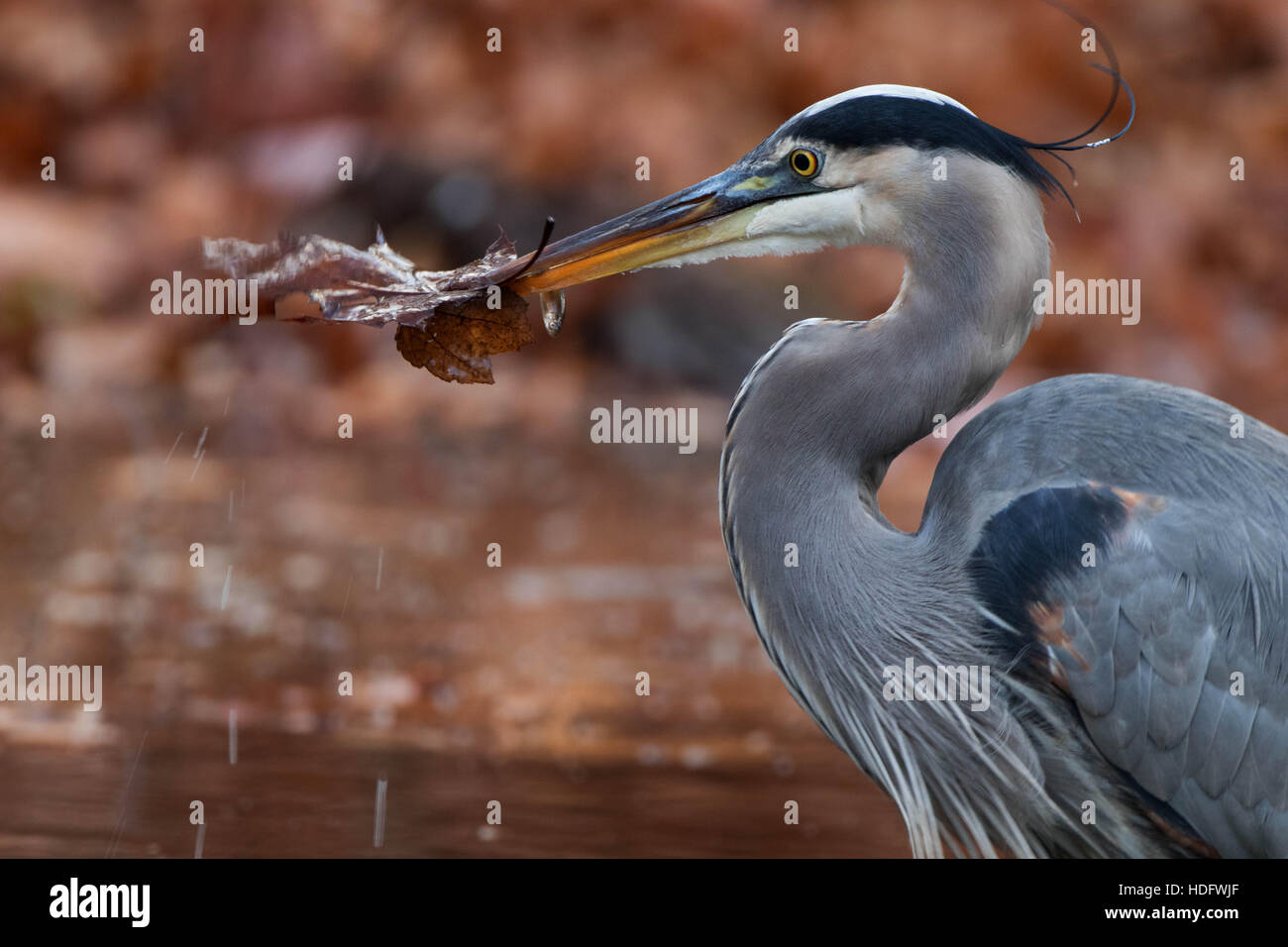 Great Blue Heron with leaves and fathead minnow Stock Photo