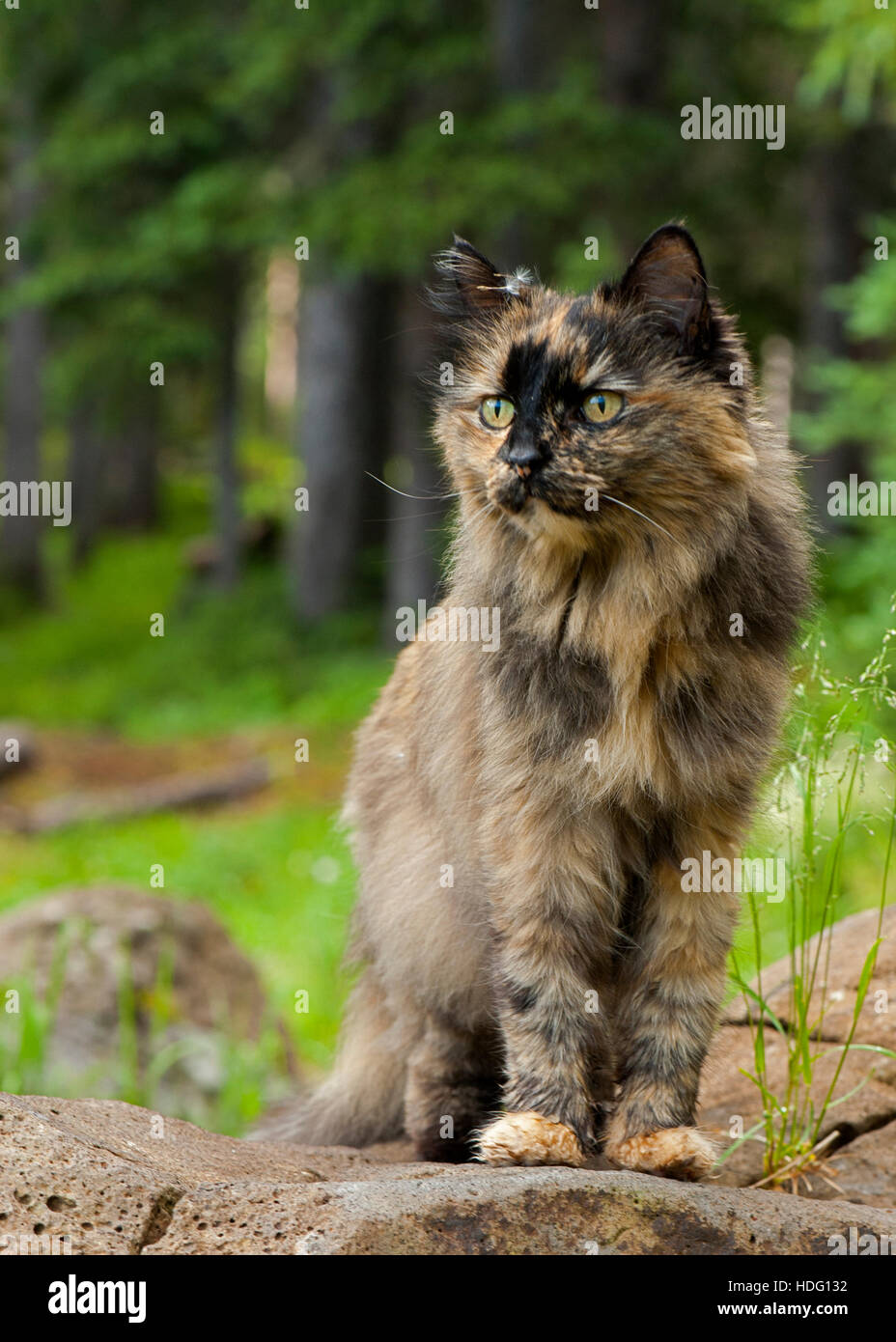A tortoiseshell cat in a forest Stock Photo