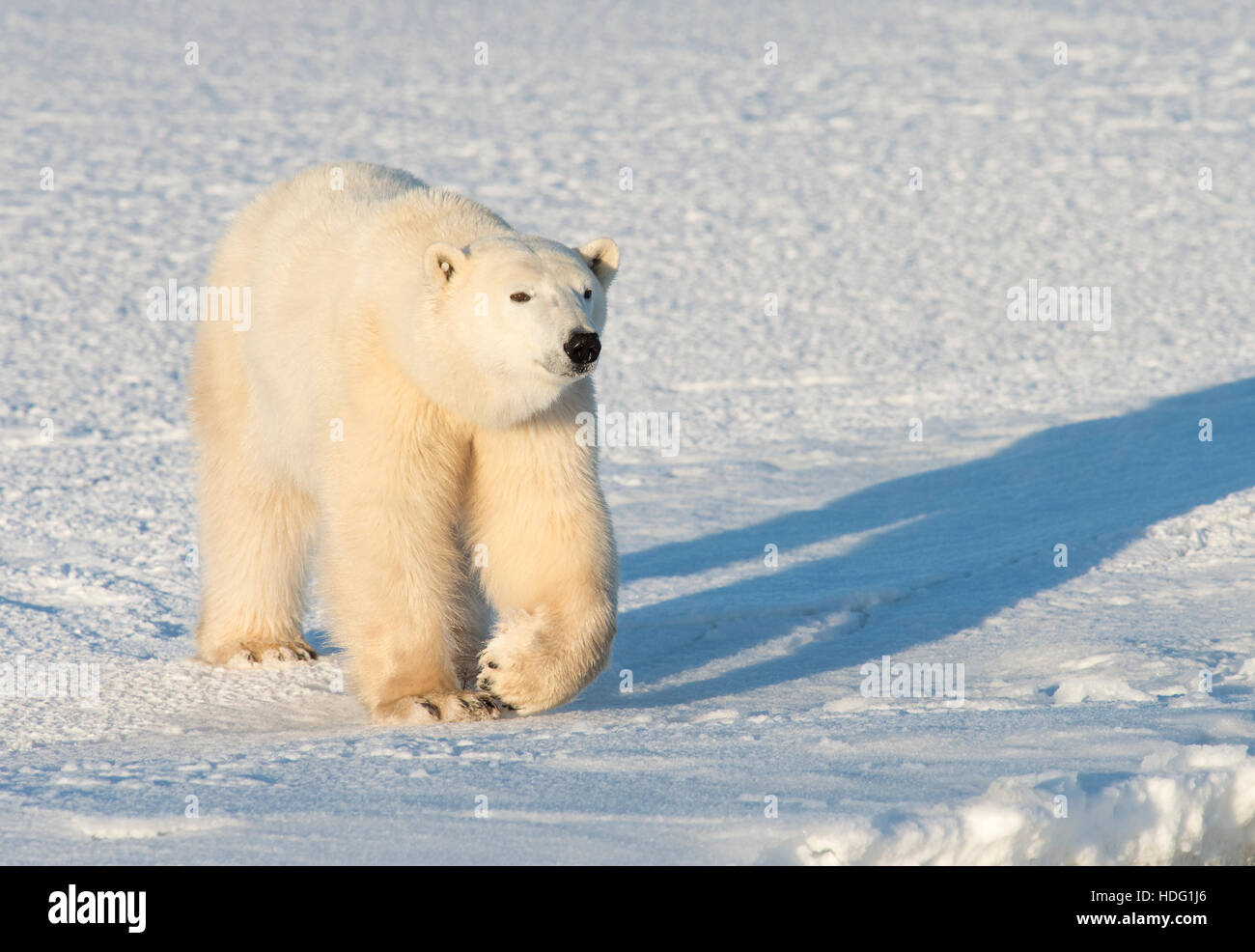 Polar Bear (Ursus maritimus) male, walking on tundra with shadow Stock Photo