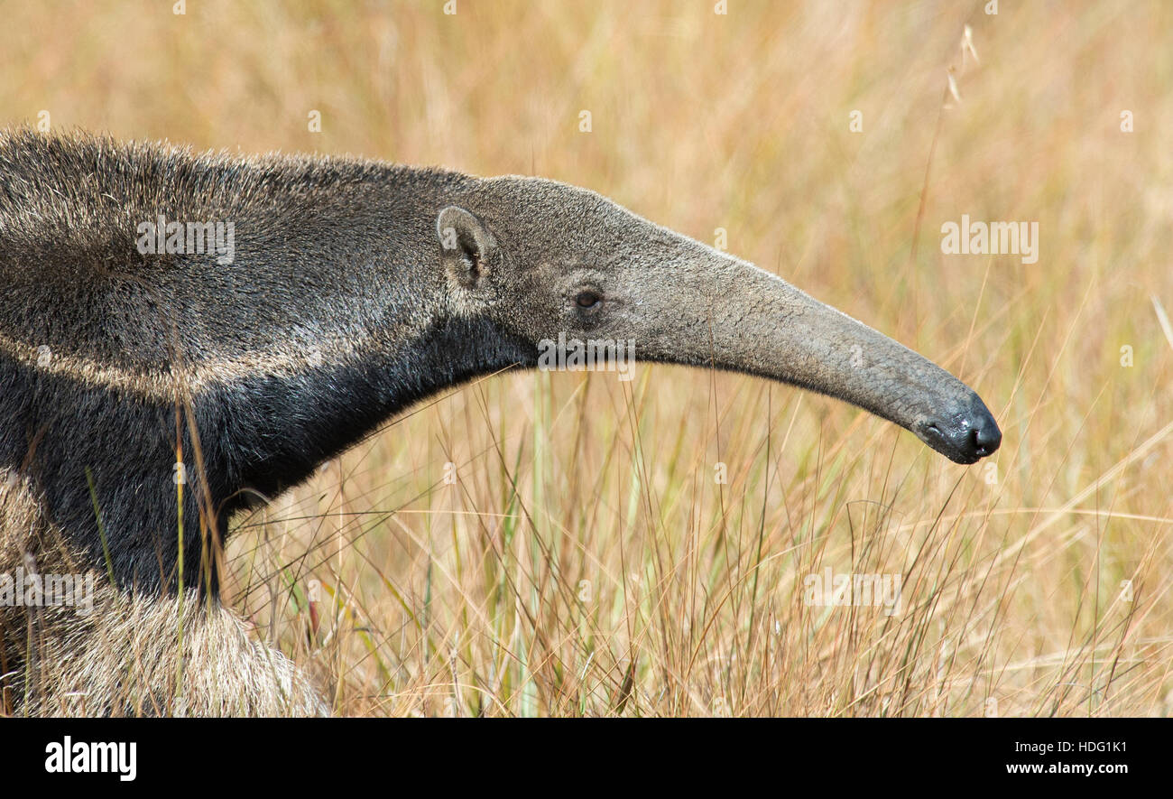 Giant Anteater (Myrmecophaga tridactyla) portrait Stock Photo