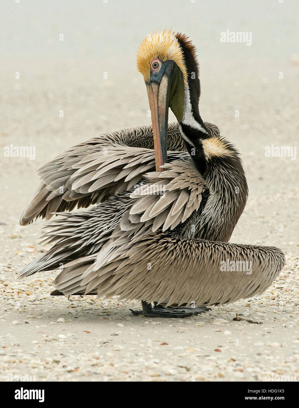 Brown Pelican (Pelecanus occidentalis) preening Stock Photo