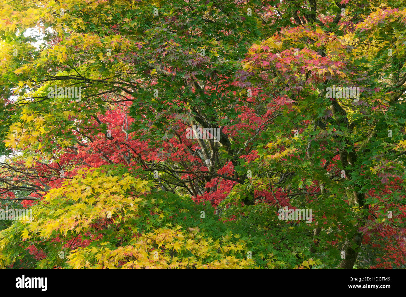 Fall, Autumnal colours. The colourful foliage of a Japanese Maple “Acer Palmatum” in Autumn. Minterne Gardens, Dorset, England, United Kingdom. Stock Photo