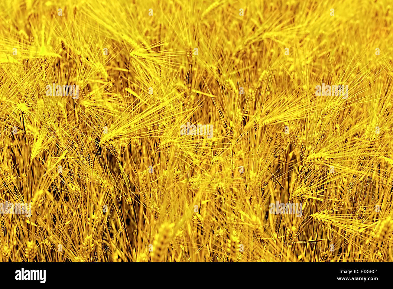 Field of rye close-up. Wallpaper Stock Photo - Alamy