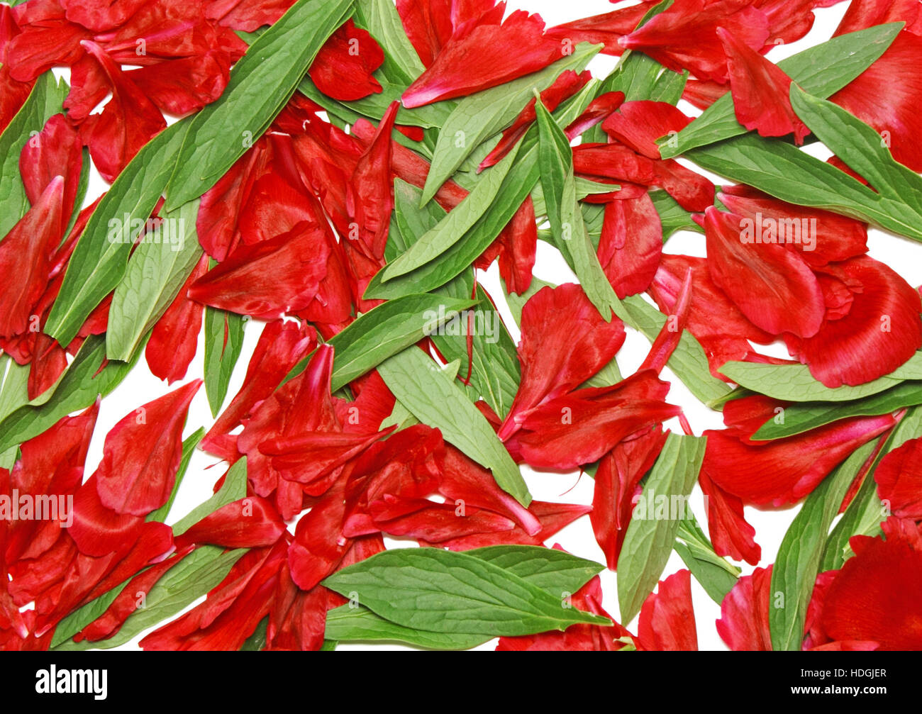 Texture background green leaf and rose petal. Close Up.Isolated Stock