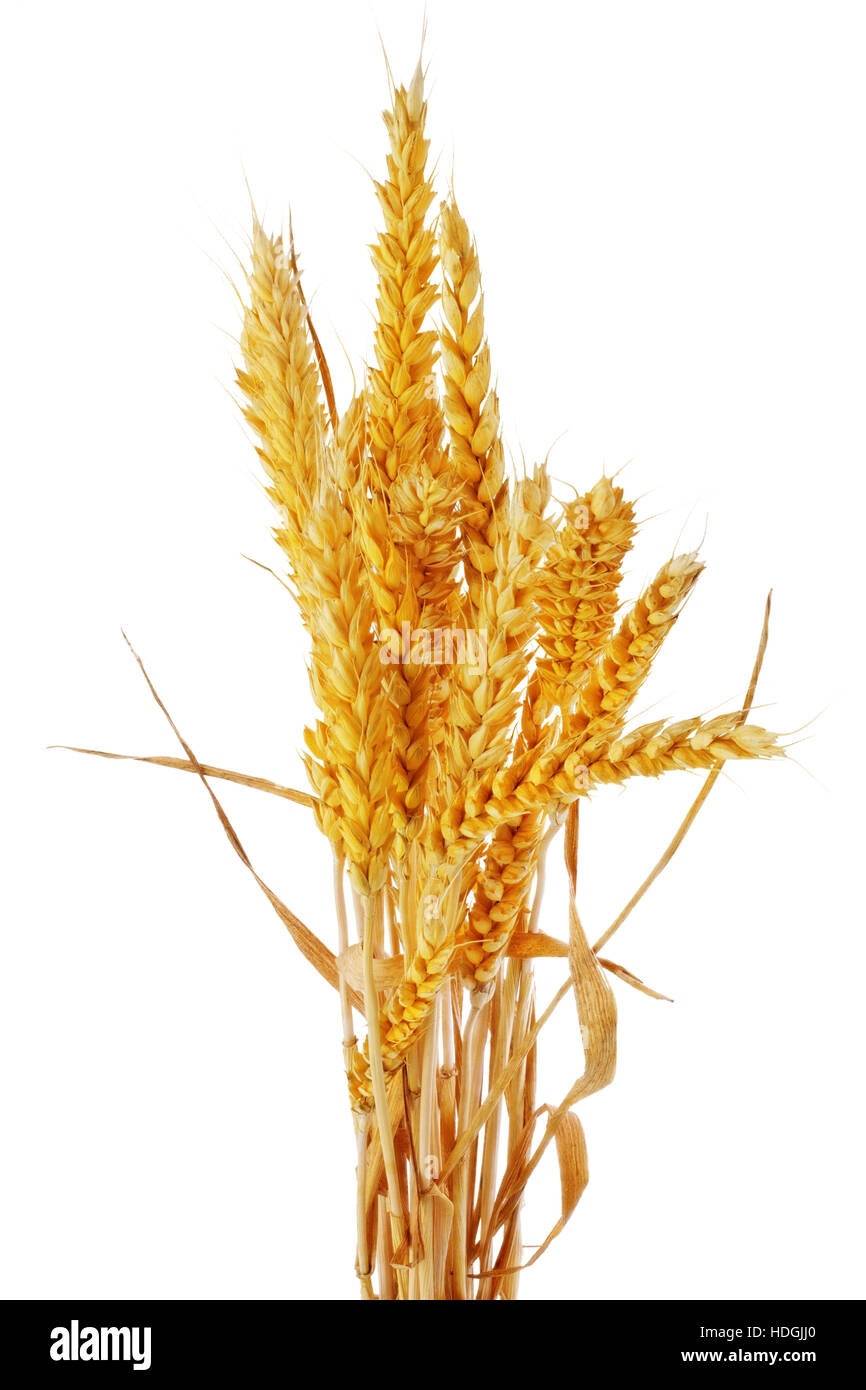Wheat ears isolated on white background Stock Photo - Alamy