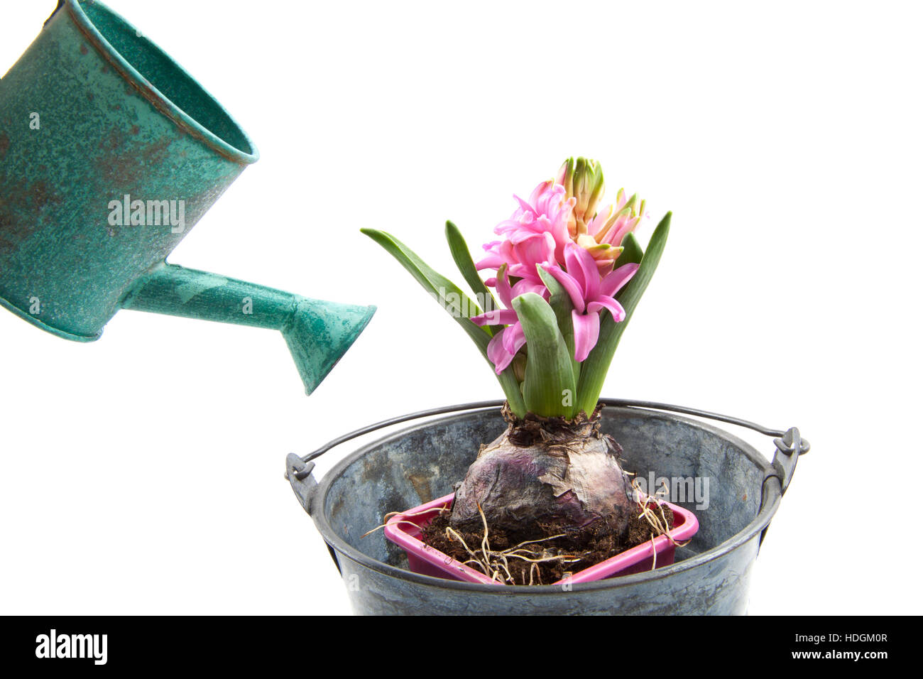 Vintage bucket with hyacinth and watering can over white Stock Photo