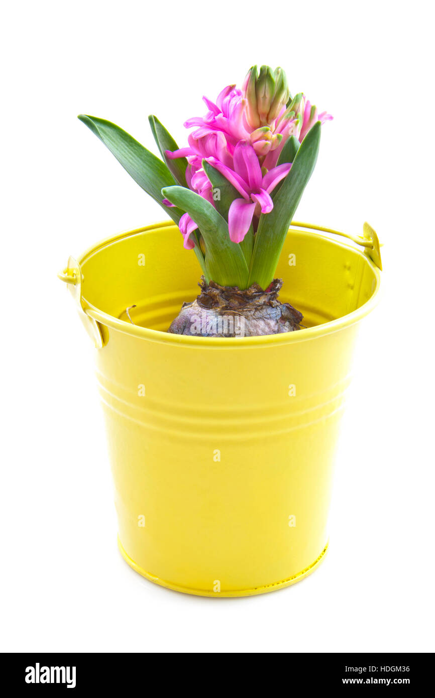 Pink little hyacinth in yellow bucket over white Stock Photo