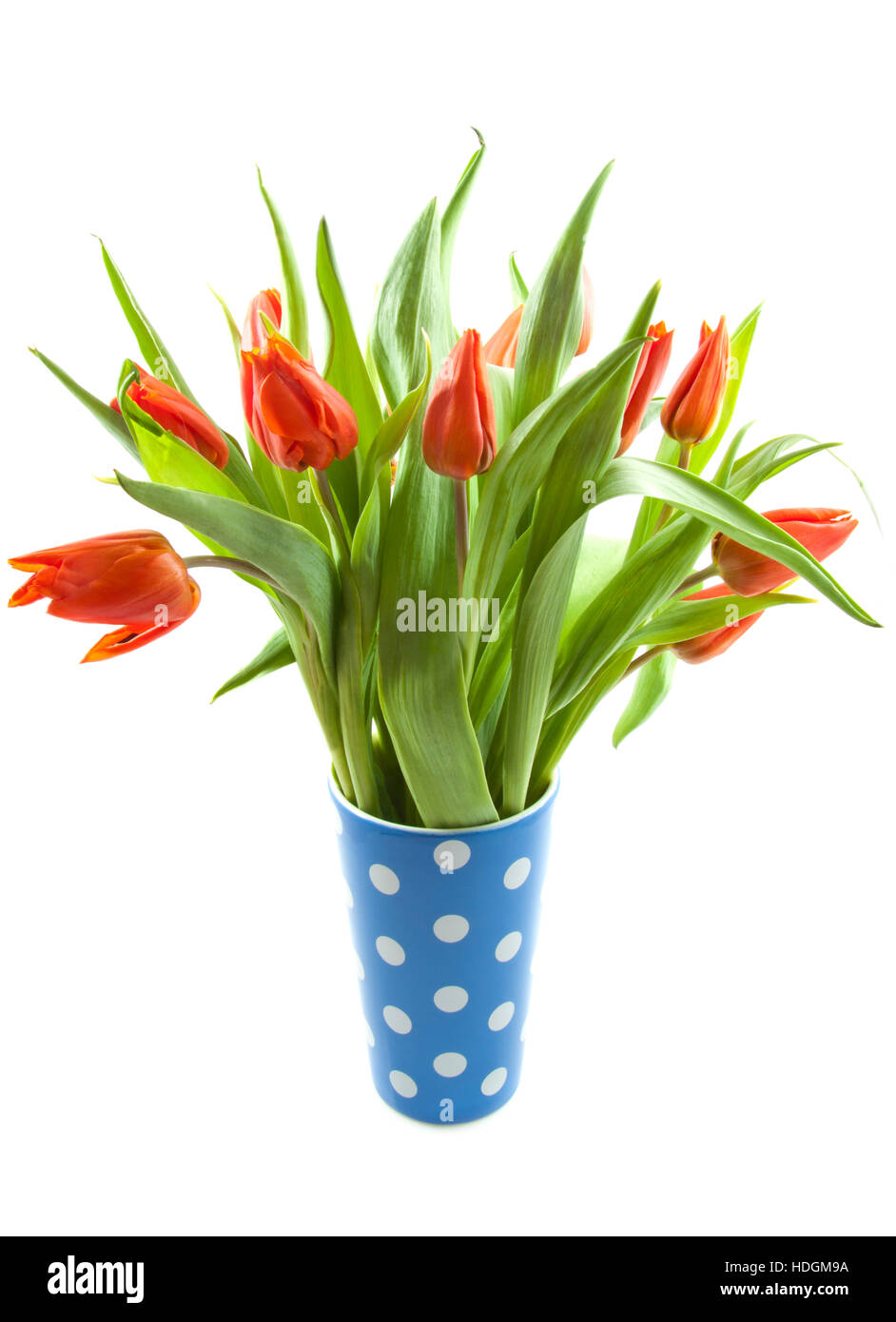 Orange tulips in a blue white spotted vase over white Stock Photo Alamy