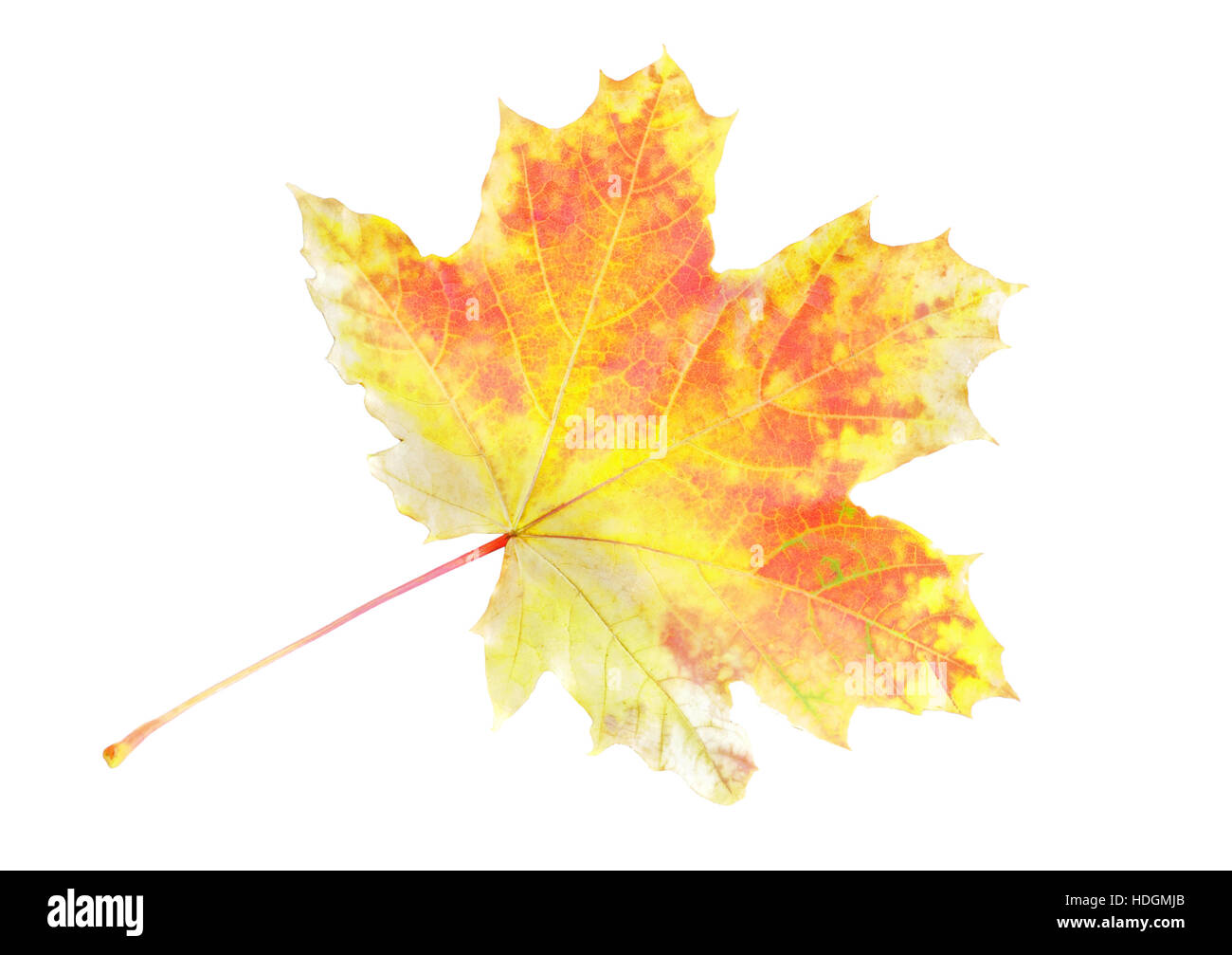 Single Autumn Leaf Over White. Isolated Over White Stock Photo - Alamy