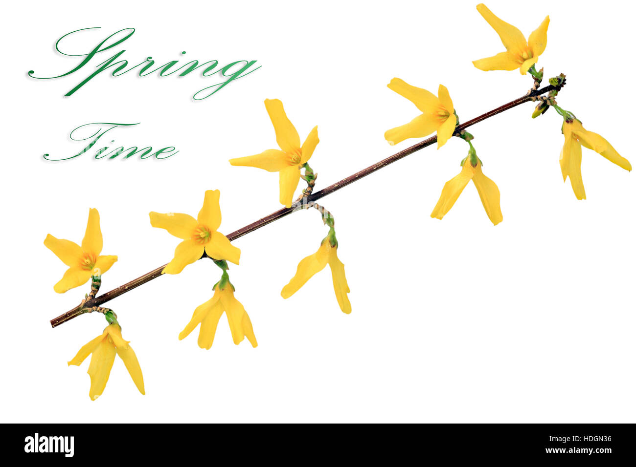 Forsythia flowers on white background. Isolated Stock Photo - Alamy