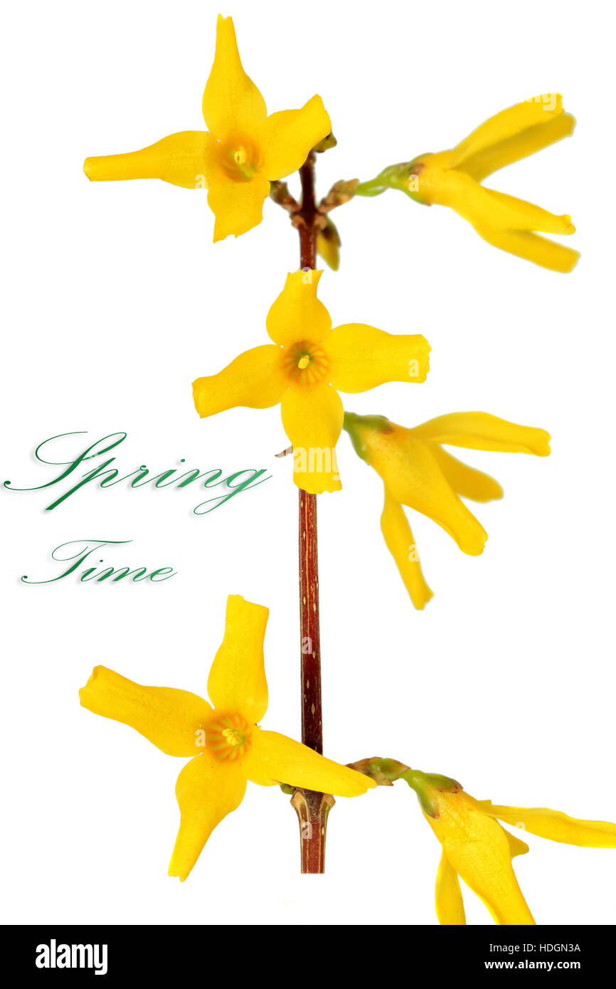Forsythia flowers on white background. Isolated Stock Photo - Alamy