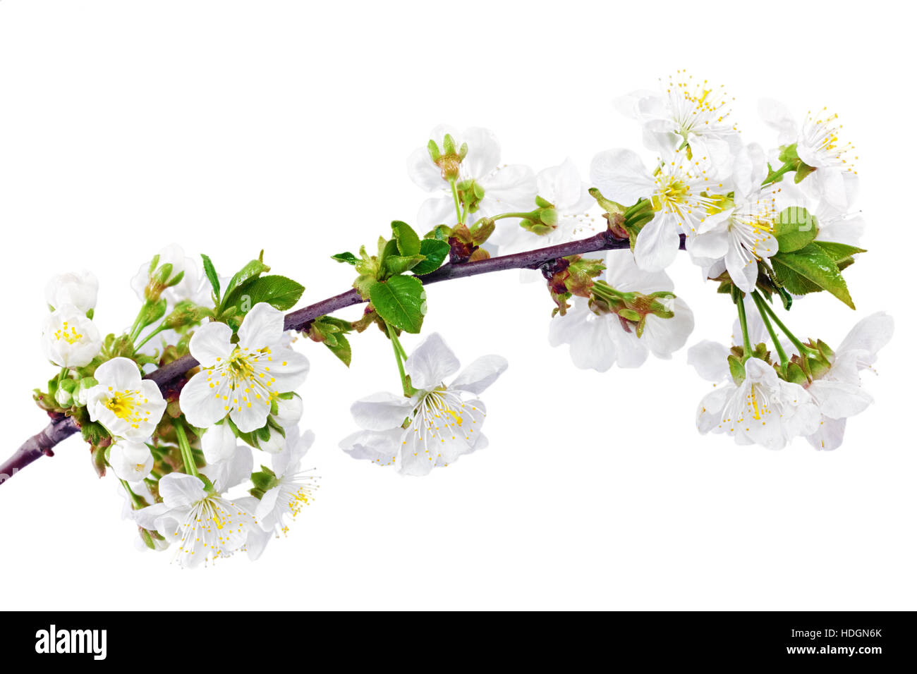 Branch of sprig with blossoms. Isolated on white background Stock Photo ...