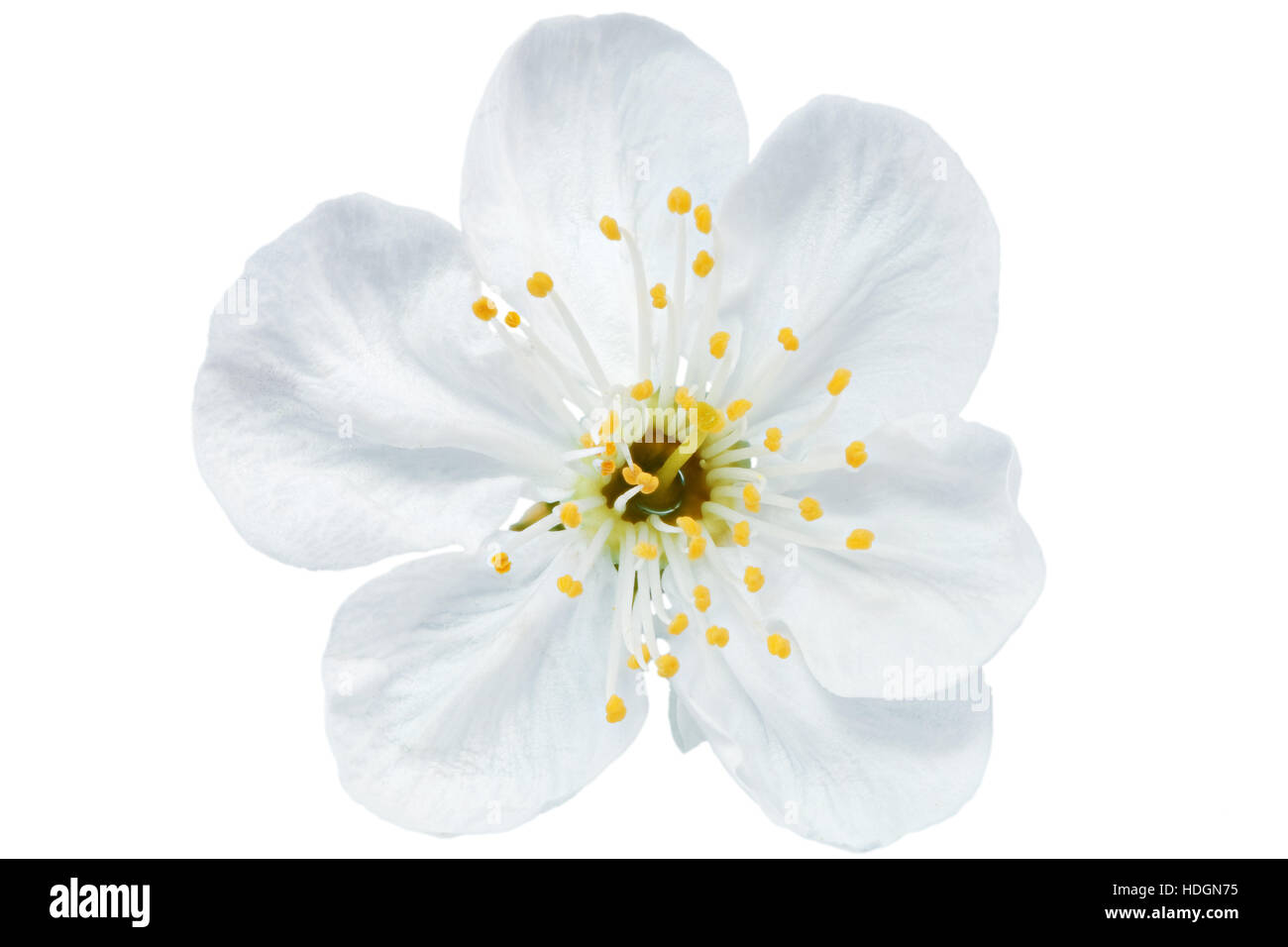 Single flower of cherry. Isolated on white background Stock Photo - Alamy
