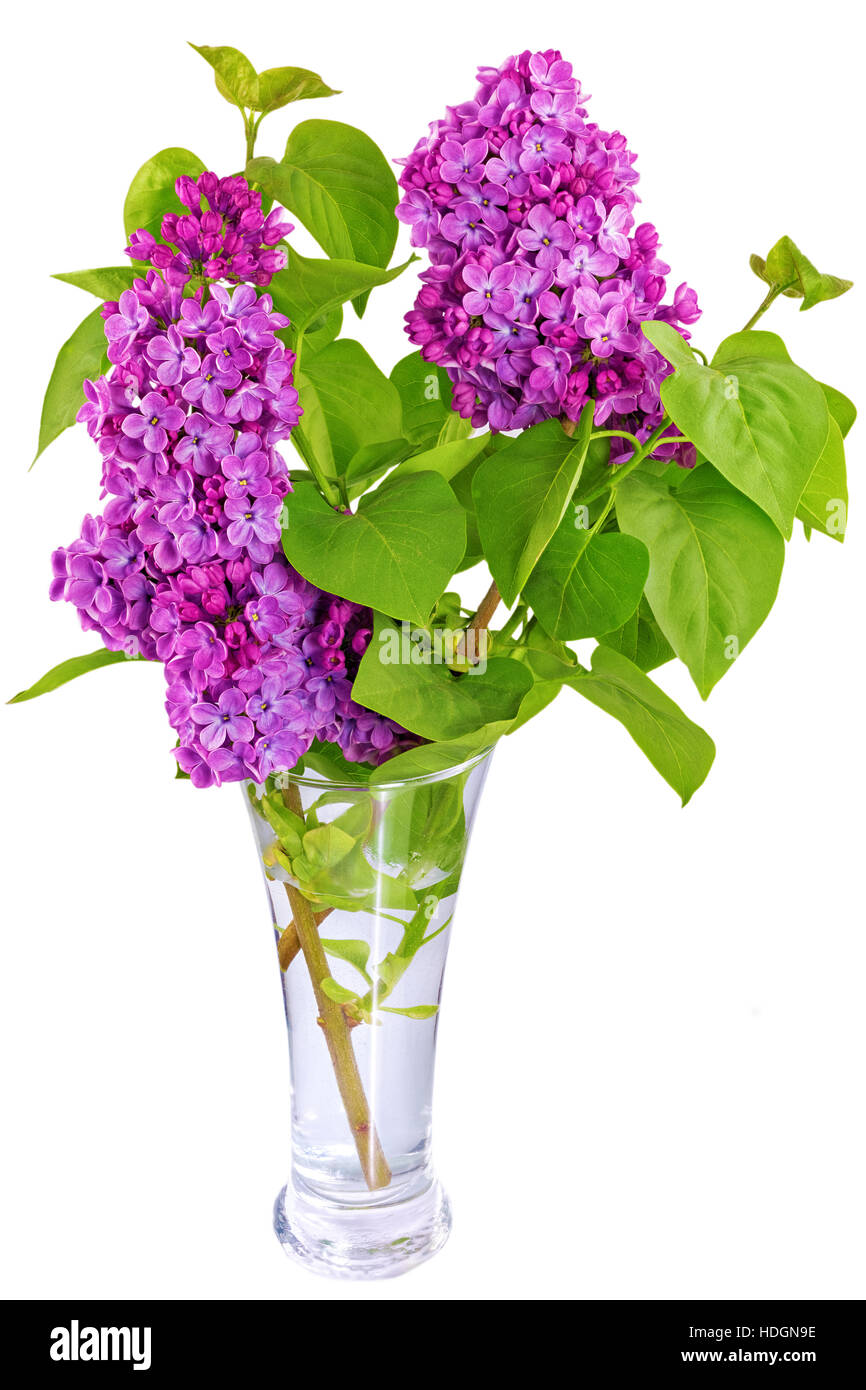 Beautiful Lilac in the Vase. Isolated over white Stock Photo Alamy