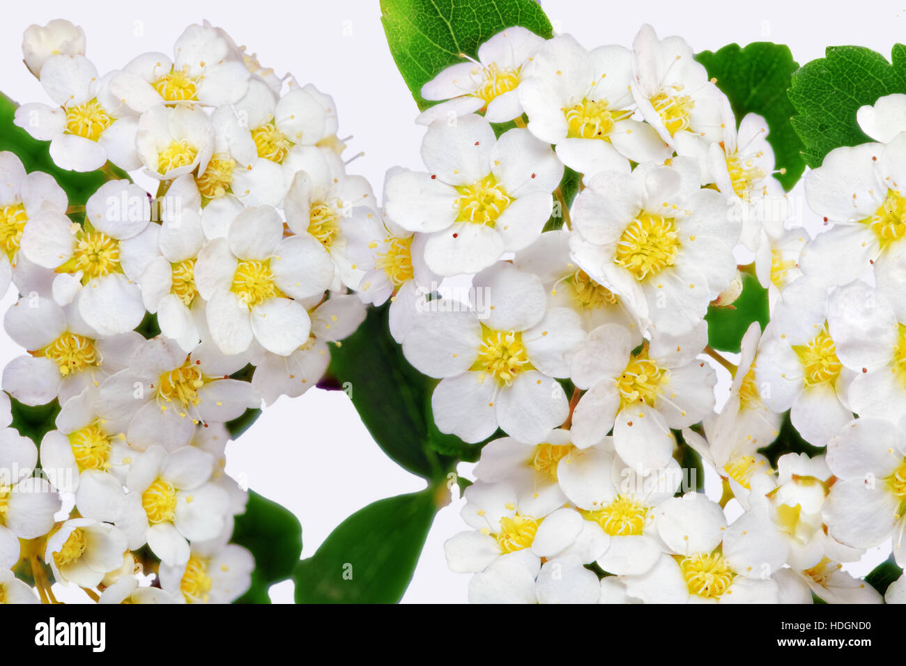 Beautiful white flowering shrub Spirea aguta (Brides wreath). Isolated. Stock Photo