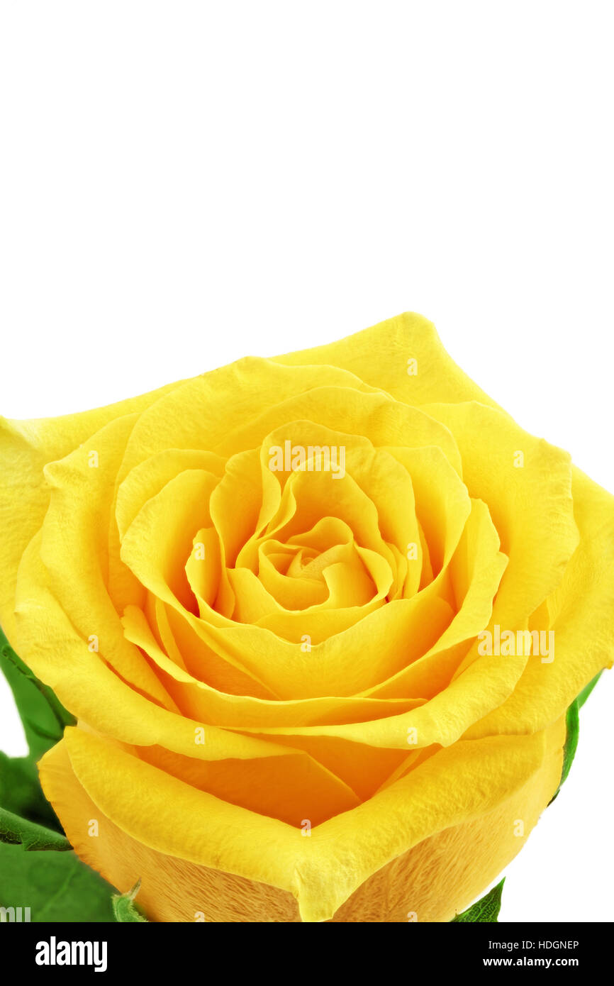 Beautiful yellow rose flower. Сloseup.Isolated Stock Photo Alamy