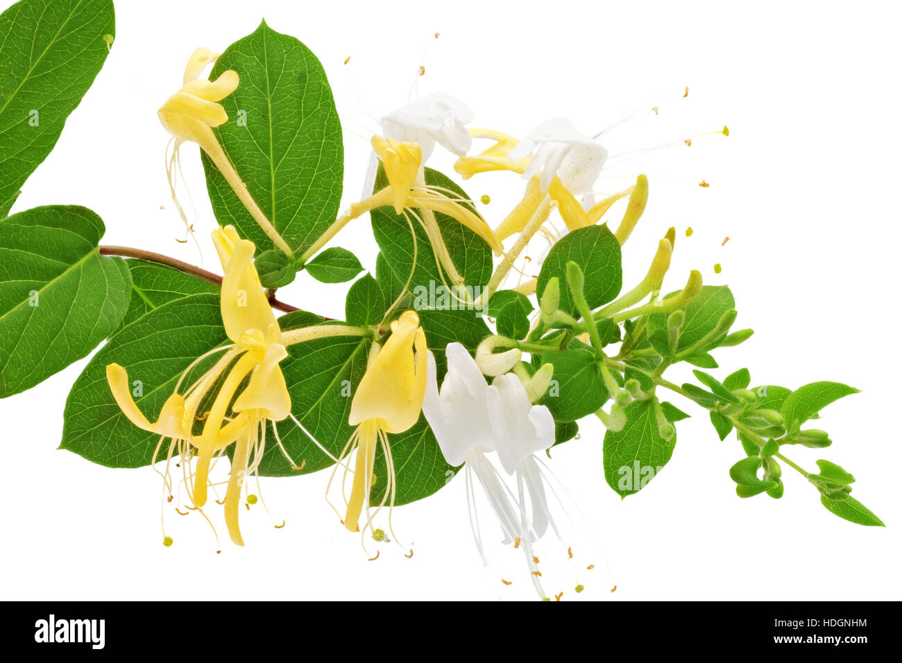 Flowering white-yellow Honeysuckle(Woodbine). Isolated on white background. Stock Photo