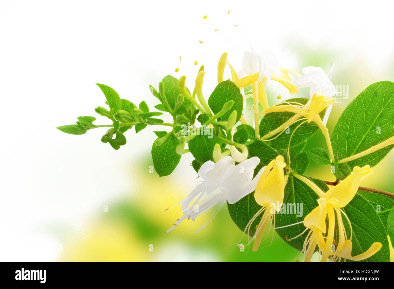 Flowering white-yellow Honeysuckle(Woodbine). Isolated on white background. Stock Photo