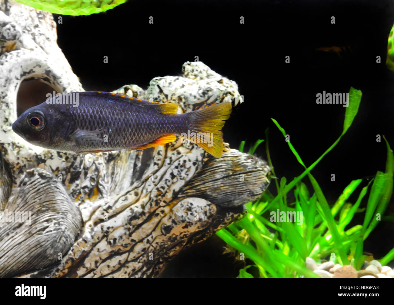 Aquarium Fish dwarf Cichlid underwater. Stock Photo
