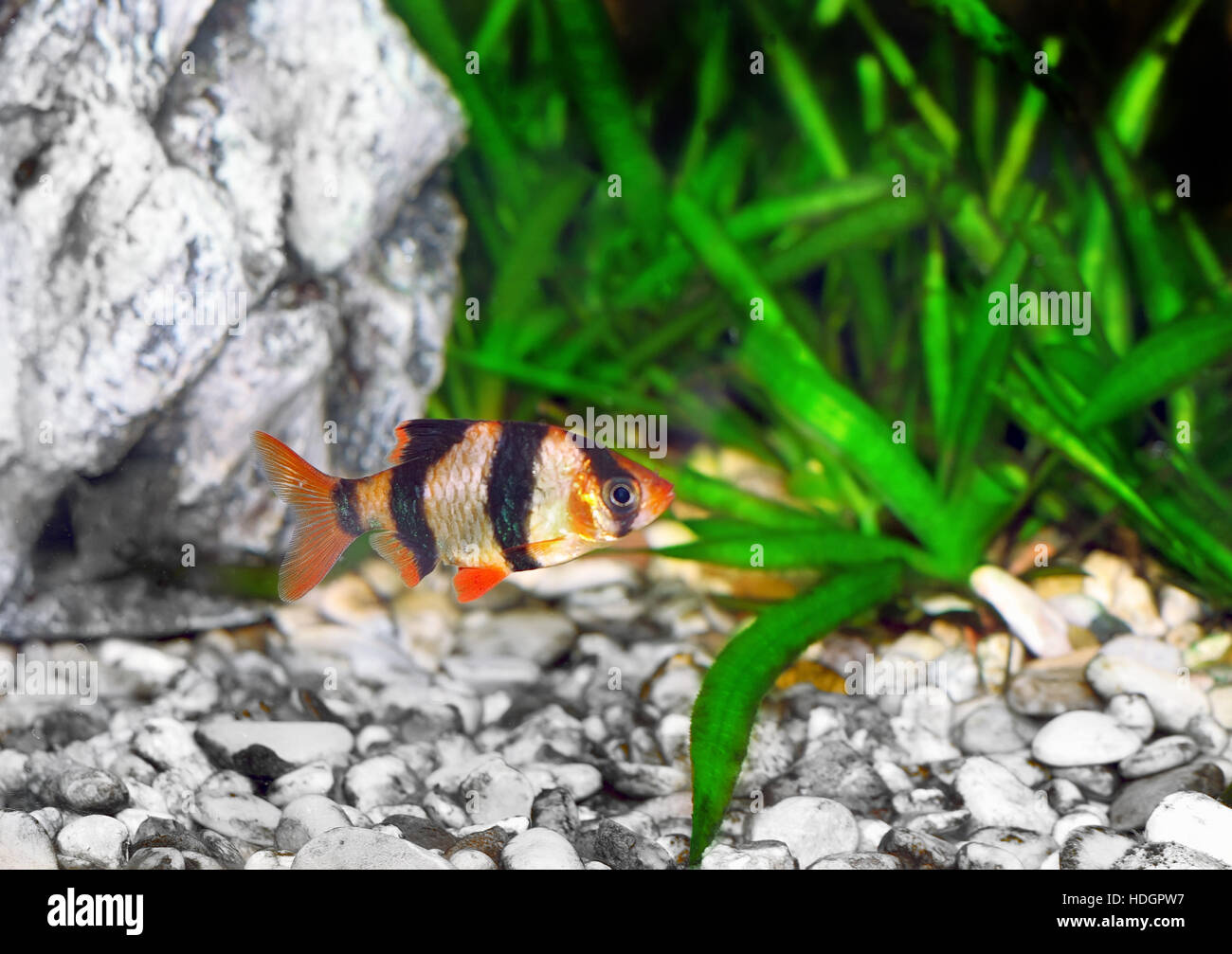 Single aquarium fish-Barbus-five-banded barb. (Barbus pentazona) Stock Photo